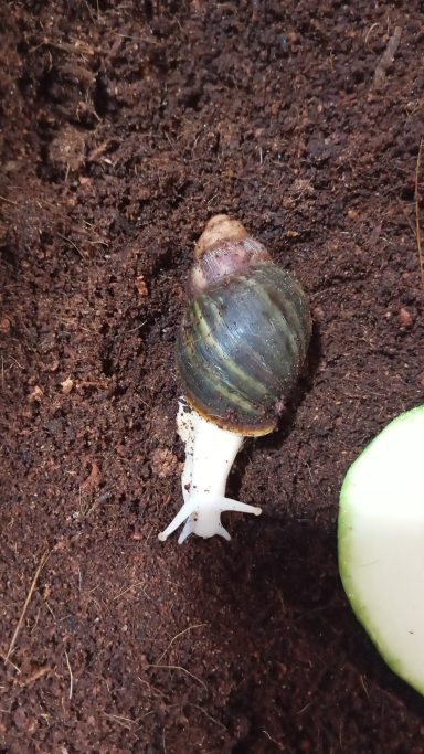 Archachatina Ventricosa Albino leuzistisch