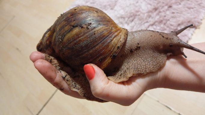 Archachatina Marginata Ovum XXL