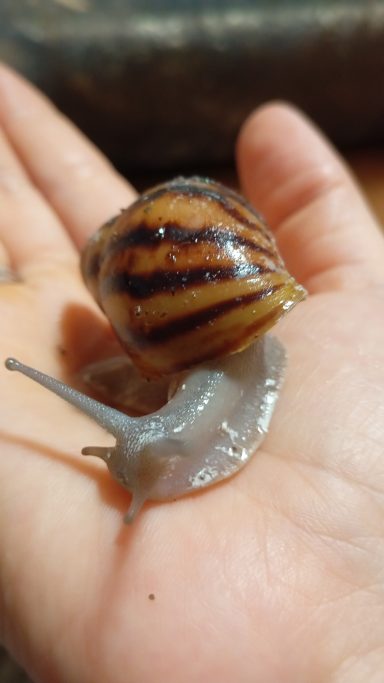 Archachatina marginata Suturalis silver Body Archachatina marginata Suturalis silver Body