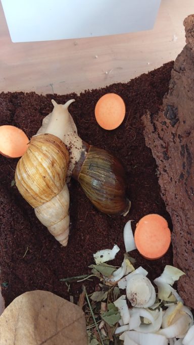 Lissachachtina Fulica Albino und Wildfarben