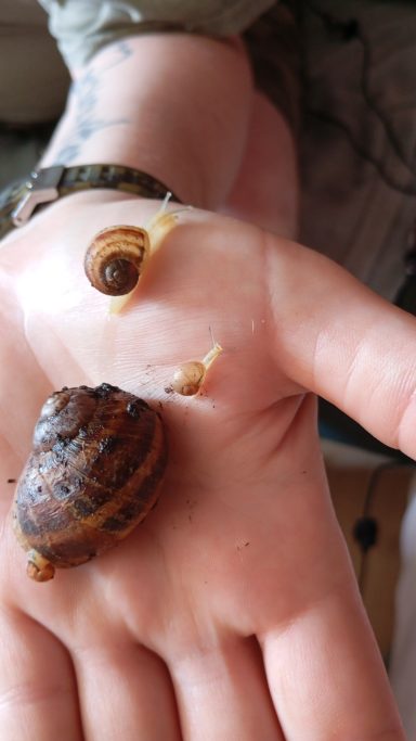 Cornu Aspersum gefleckte Weinbergschnecke
